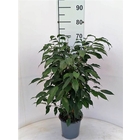 Ficus benjamina 'Green Kinky' - pot D17cm